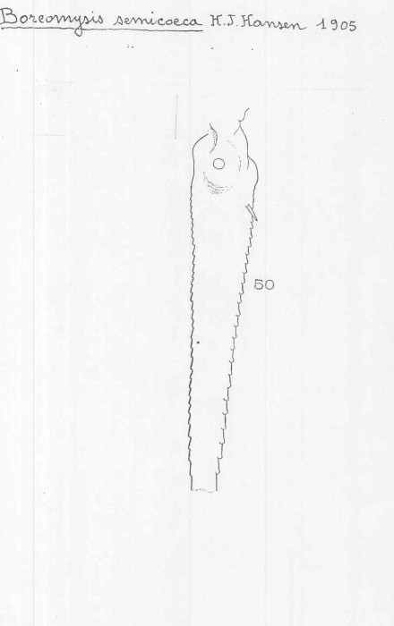 Boreomysis (Boreomysis) semicoeca Boreomysis (Boreomysis) semicoeca
