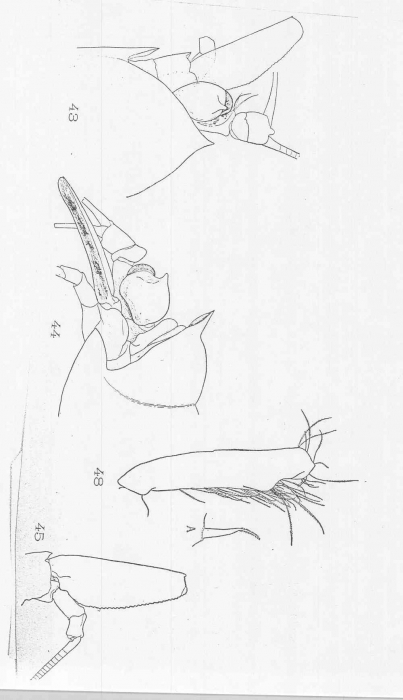 Boreomysis (Boreomysis) semicoeca