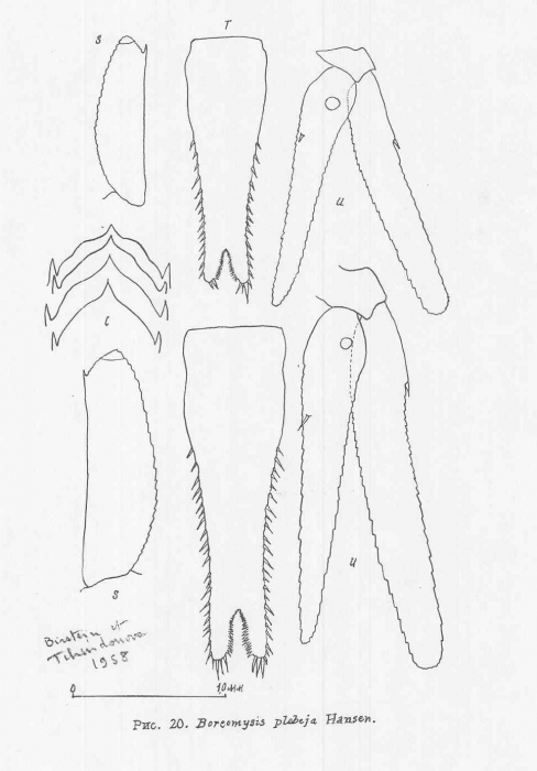 Boreomysis (Boreomysis) plebeja