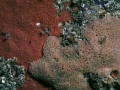 Porifera (sponges)