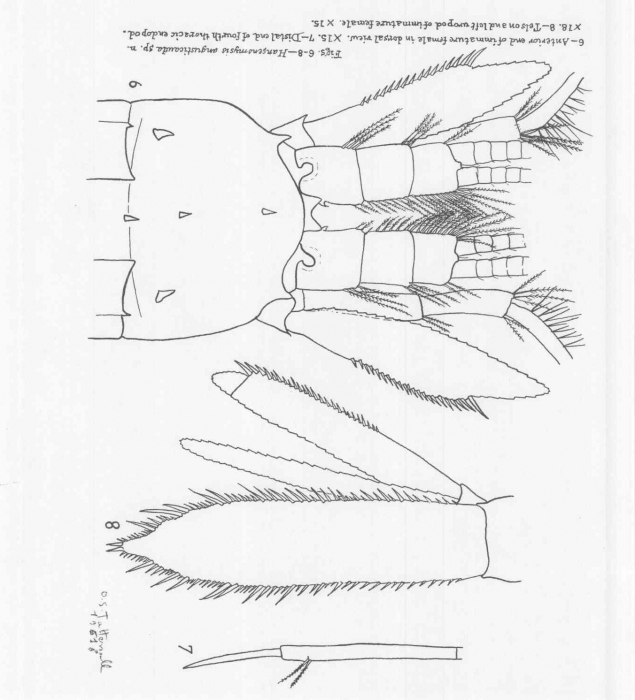 Hansenomysis angusticauda