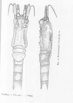 Hansenomysis armata