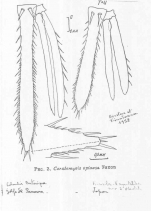 Ceratomysis spinosa