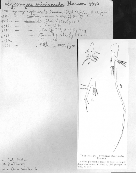 Lycomysis spinicauda