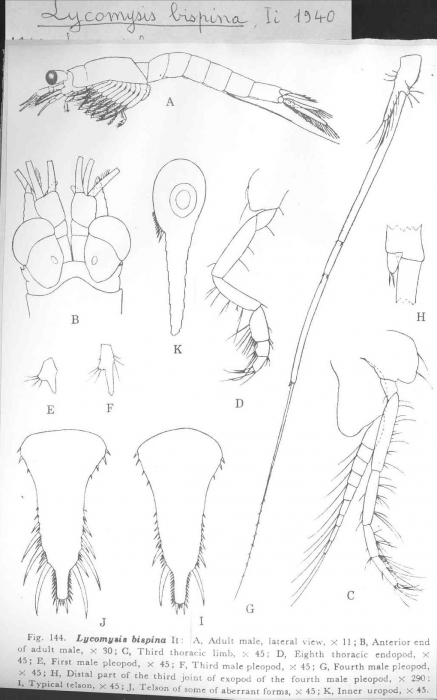 Lycomysis bispina