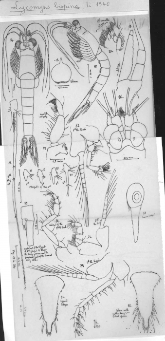 Lycomysis bispina