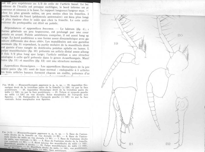 Mesacanthomysis pygmaea