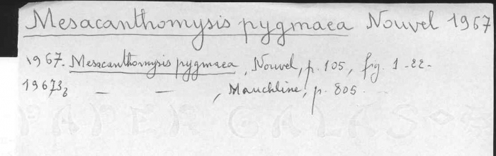 Mesacanthomysis pygmaea