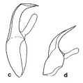 Platyhelminthes (flatworms)