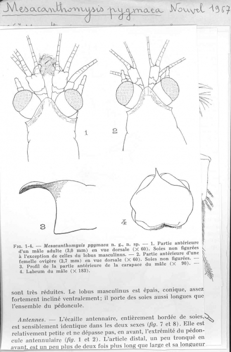 Mesacanthomysis pygmaea