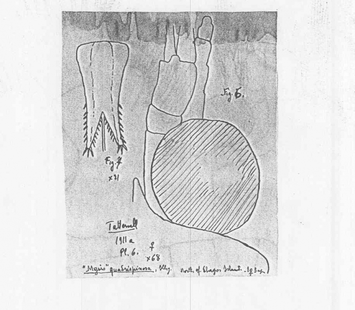 Doxomysis quadrispinosa