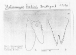 Heteromysis (Olivemysis) bredini