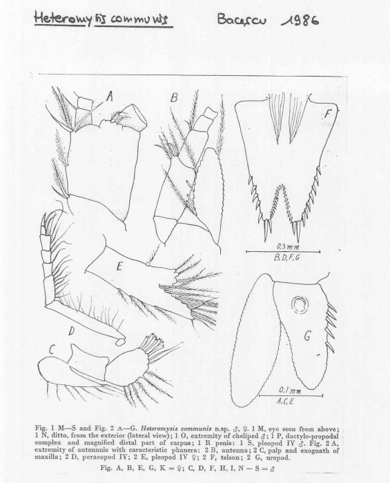 Heteromysis (Heteromysis) communis