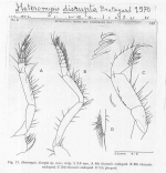 Heteromysis (Olivemysis) disrupta