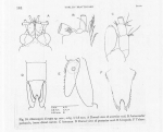 Heteromysis (Olivemysis) disrupta