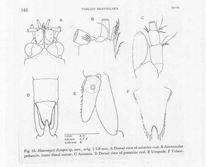 Heteromysis (Olivemysis) disrupta Heteromysis (Olivemysis) disrupta