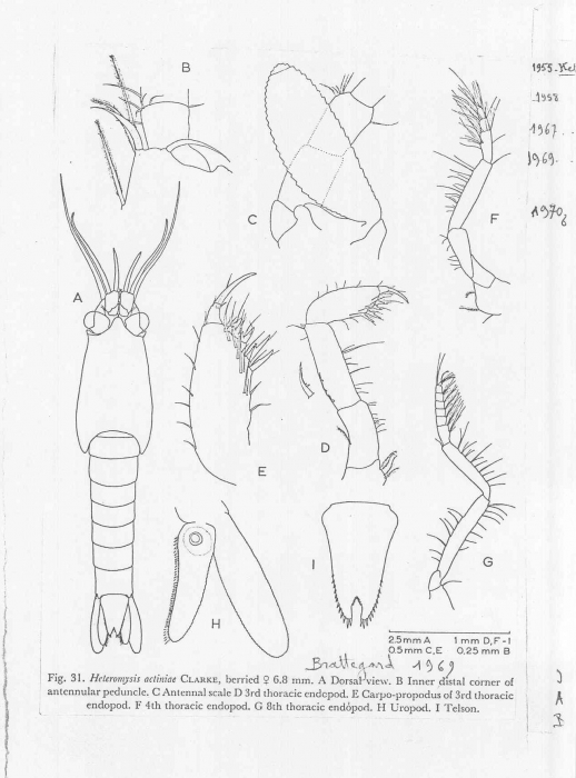 Heteromysis (Olivemysis) actiniae