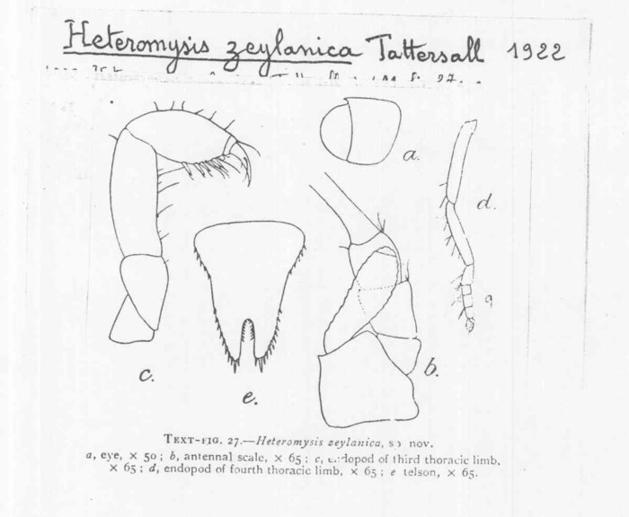 Heteromysis (Olivemysis) zeylanica