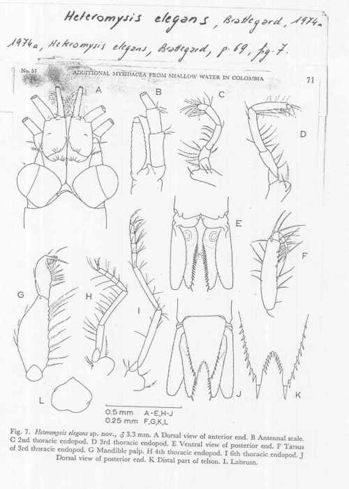 Heteromysis elegans