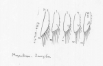 Heteromysis (Gnathomysis) harpax