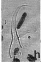 Polystyliphora karlingi Polystyliphora karlingi
