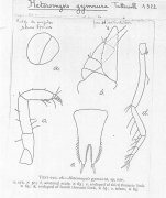 Heteromysis (Heteromysis) gymnura