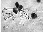 Polystyliphora marisrubri Polystyliphora marisrubri
