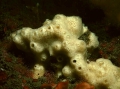 Porifera (sponges)