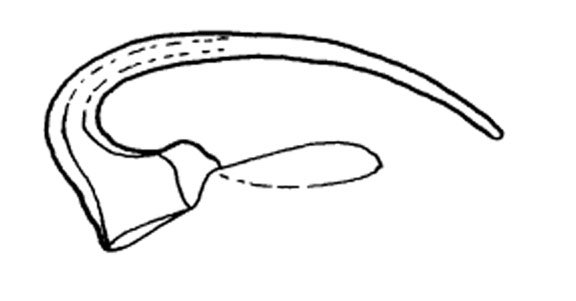 Polystyliphora marisrubri Polystyliphora marisrubri