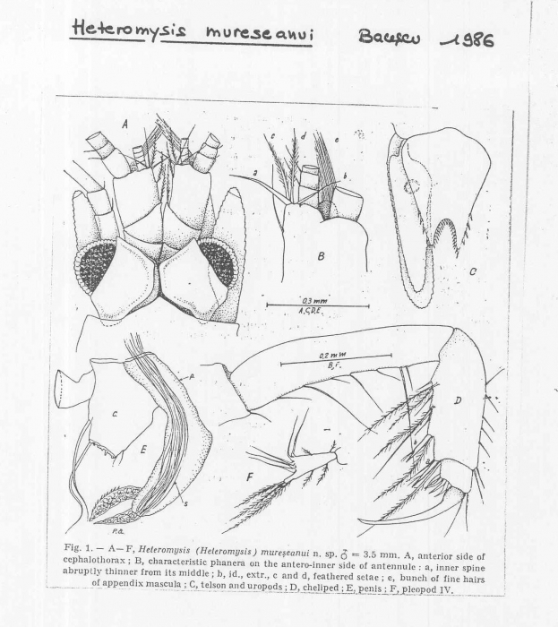 Heteromysis (Heteromysis) mureseanui