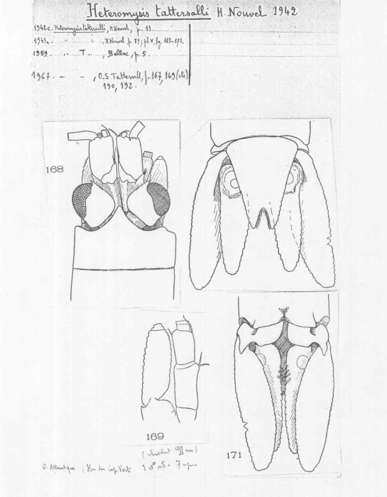 Heteromysis tattersalli