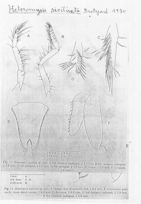 Heteromysis (Olivemysis) siciliseta Heteromysis (Olivemysis) siciliseta