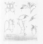 Heteromysis (Olivemysis) siciliseta