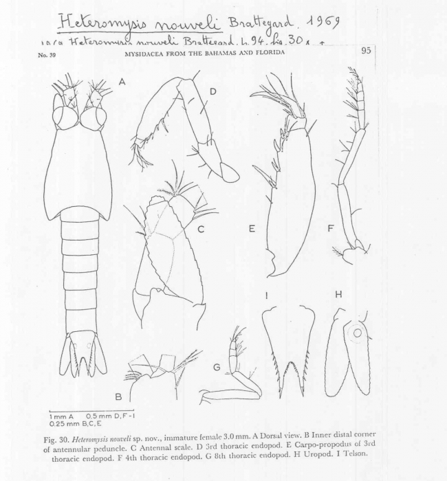 Heteromysis (Heteromysis) nouveli