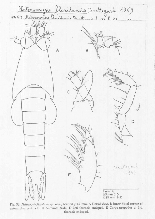 Heteromysis (Olivemysis) floridensis