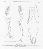 Heteromysis (Olivemysis) floridensis