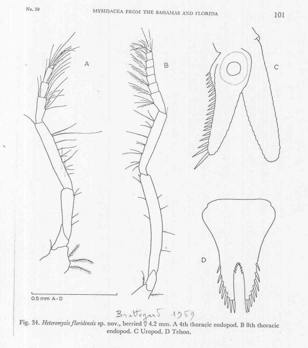 Heteromysis (Olivemysis) floridensis