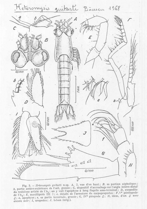 Heteromysis (Olivemysis) guitarti