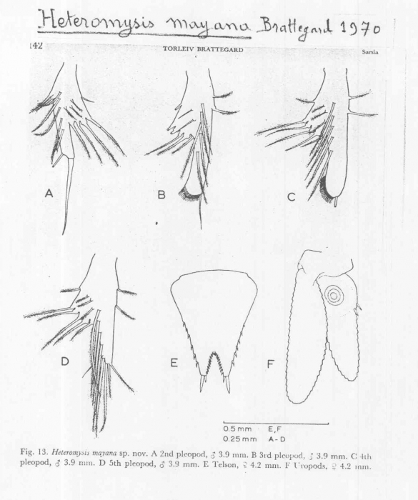 Heteromysis (Olivemysis) mayana