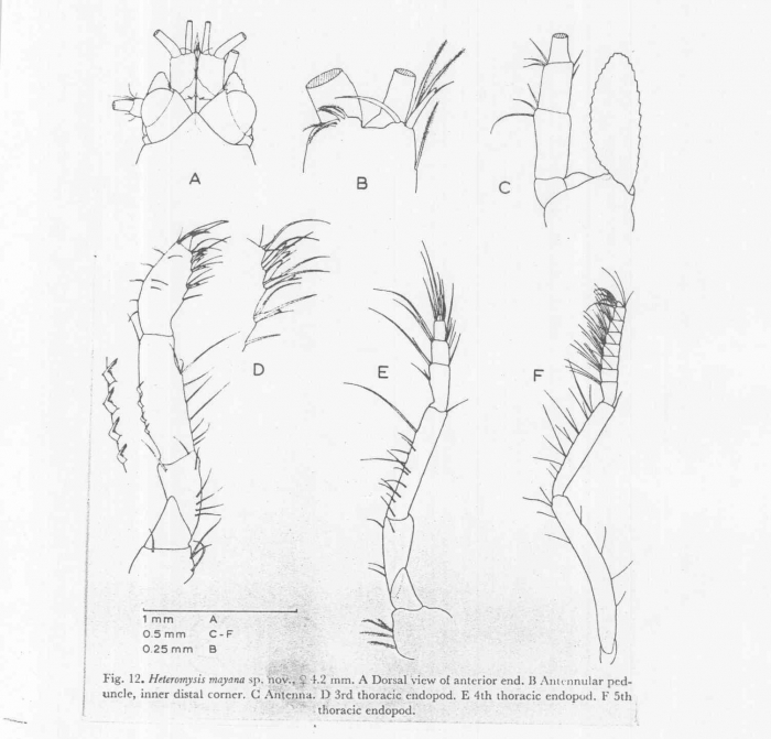 Heteromysis (Olivemysis) mayana