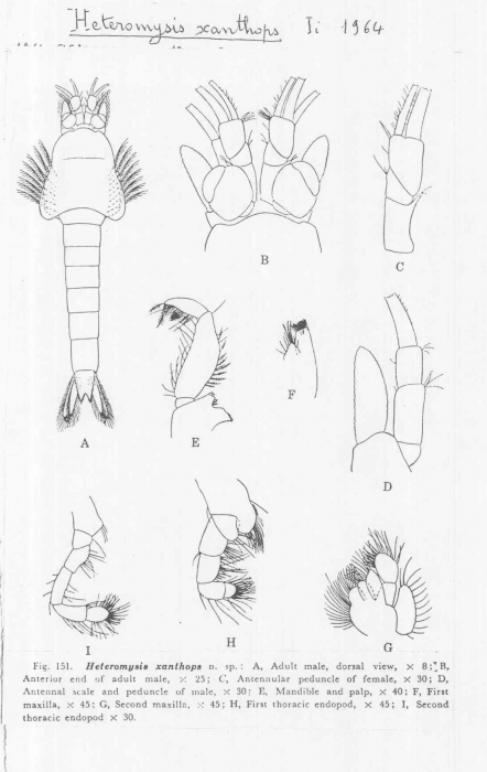 Heteromysis (Olivemysis) xanthops Heteromysis (Olivemysis) xanthops
