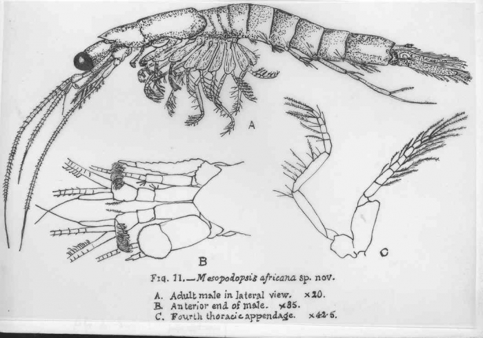 Mesopodopsis africana O. Tattersall, 1952
