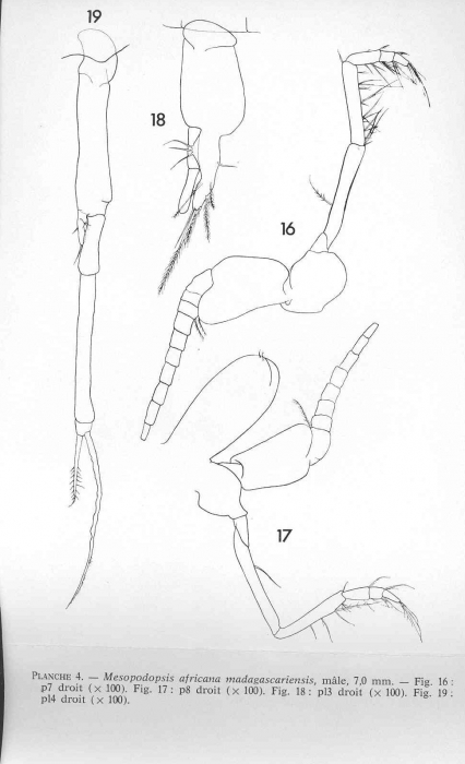 Mesopodopsis africana