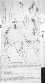 Mesopodopsis zeylanica