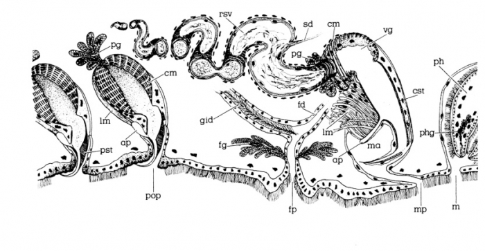 Polystyliphora persimilis