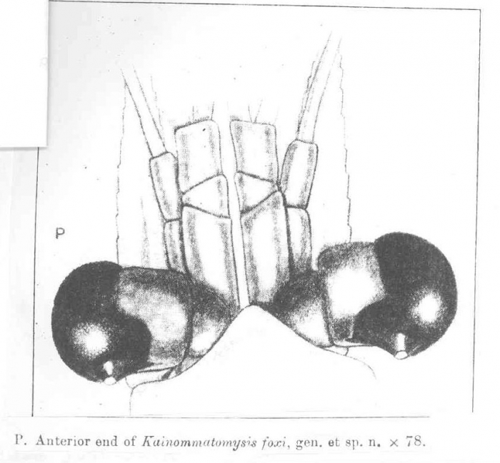 Kainommatomysis foxi