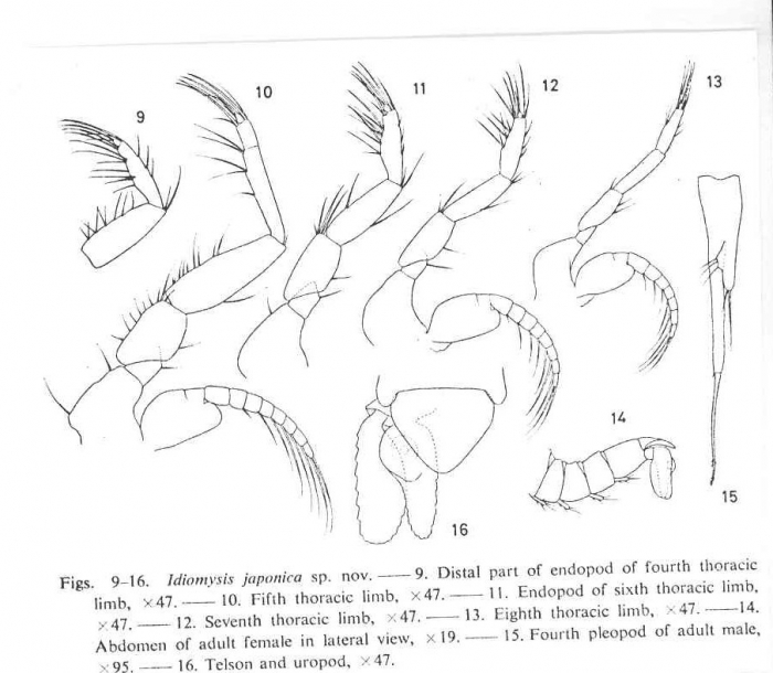 Idiomysis japonica