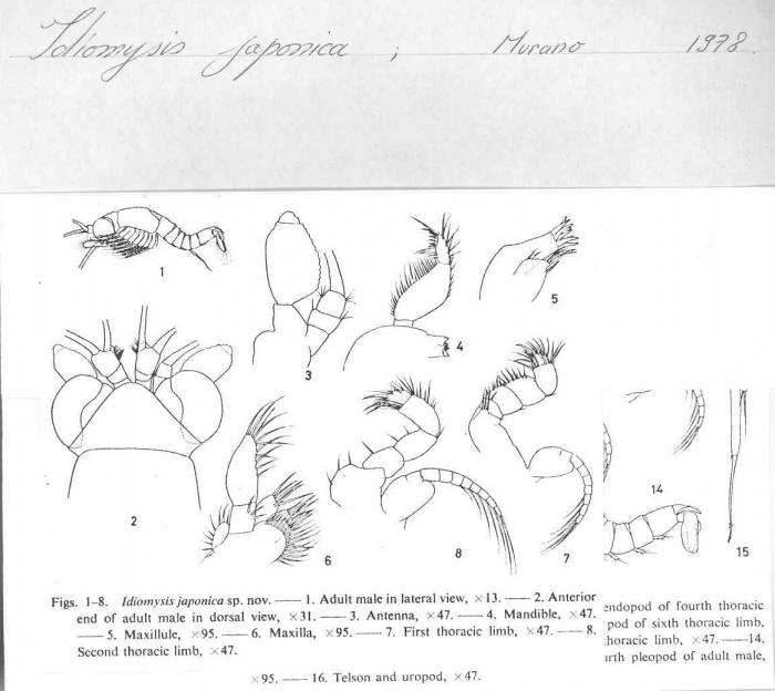 Idiomysis japonica