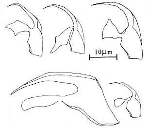 Polystyliphora portistephensii