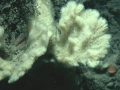 Porifera (sponges)